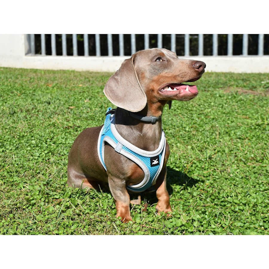 Nayeco X-TRM Neo Azul Peitoral para c&atilde;es, , large Imagem n&uacute;mero 2